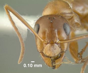 Media type: image;   Entomology 615221 Aspect: head frontal view